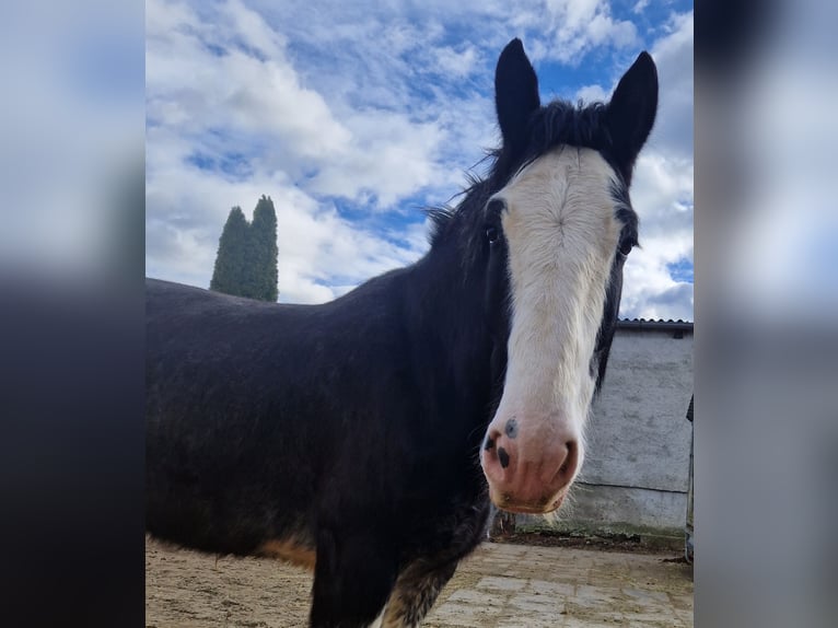 Shire Horse Gelding 6 years 17 hh Bay-Dark in Salzburg