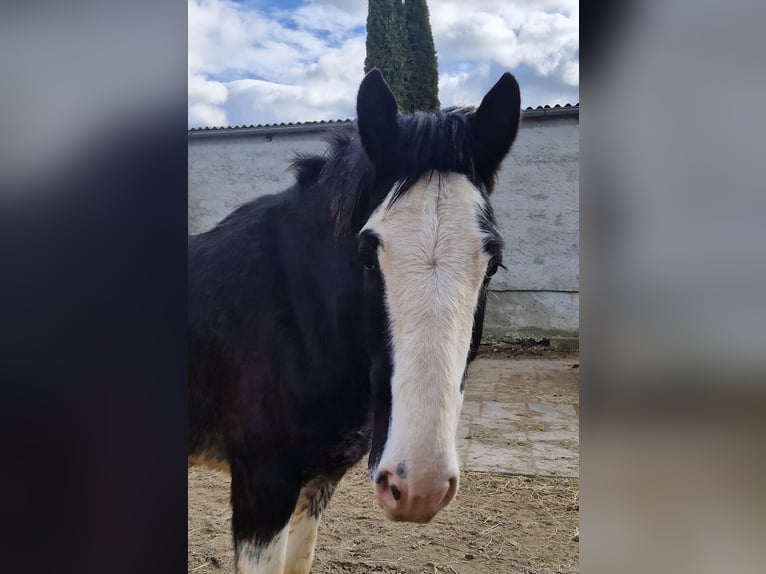 Shire Horse Gelding 6 years 17 hh Bay-Dark in Salzburg