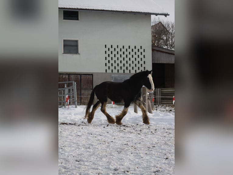 Shire Horse Gelding 6 years 17 hh Bay-Dark in Salzburg