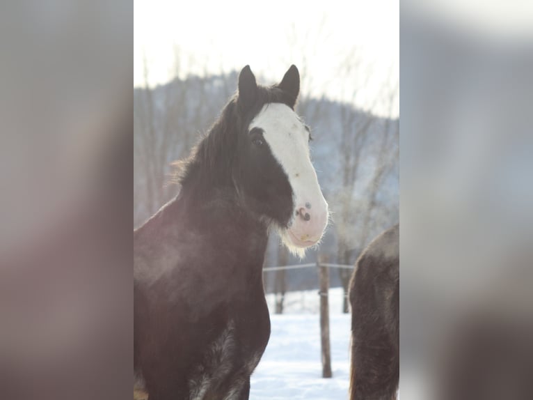 Shire Horse Gelding 6 years 17 hh Bay-Dark in Salzburg