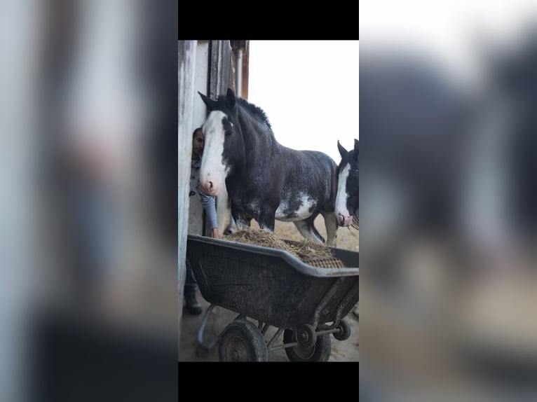 Shire Horse Gelding 6 years 17 hh Bay-Dark in Salzburg