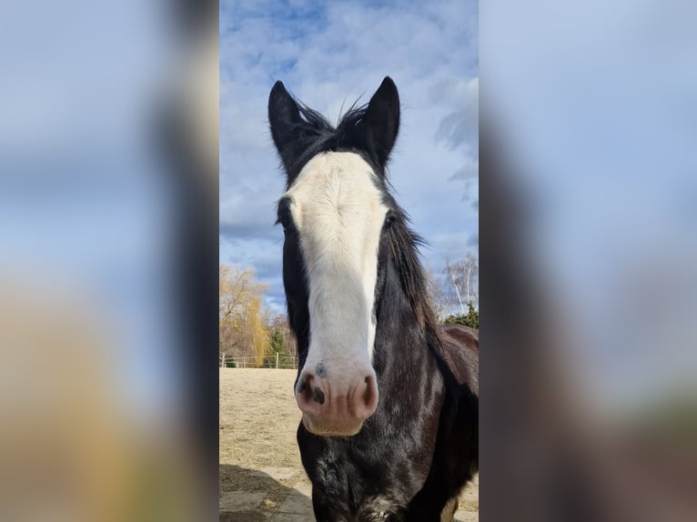 Shire Horse Gelding 6 years 17 hh Bay-Dark in Salzburg