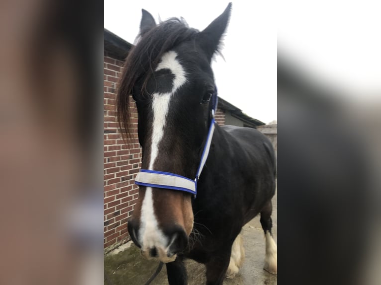 Shire Horse Gelding 6 years 17 hh Brown in Haselau