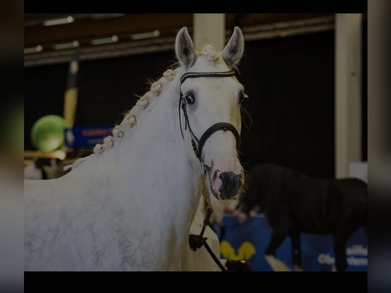 Shire Horse Gelding 6 years 17 hh Grey in Polsenz