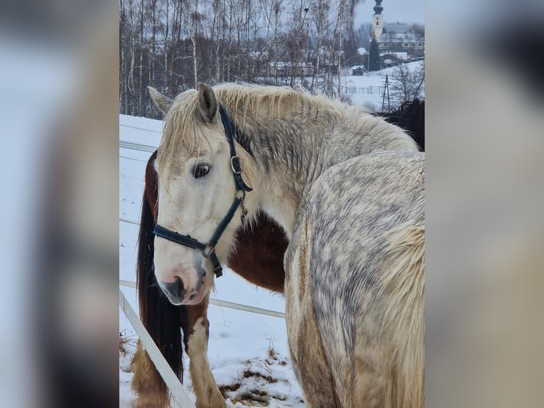 Shire Horse Gelding 6 years 17 hh Grey in Polsenz