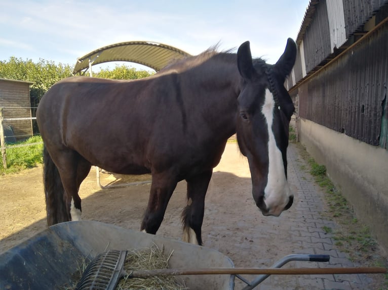 Shire Horse Gelding 6 years 18 hh Black in Korschenbroich