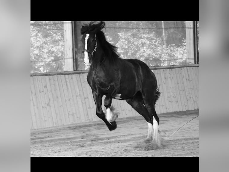 Shire Horse Gelding 6 years 19,1 hh Black in Arzberg