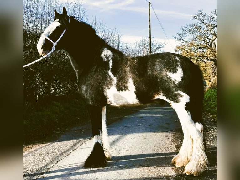 Shire Horse Gelding 6 years in itegate