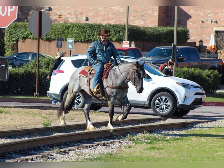Shire Horse Gelding 6 years Roan-Blue in Stephenville TX