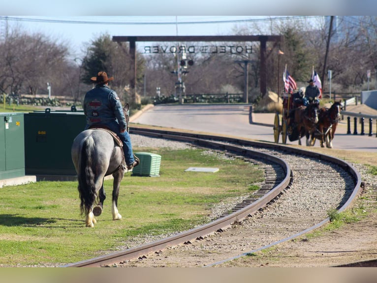 Shire Horse Gelding 6 years Roan-Blue in Stephenville TX