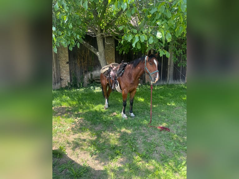 Shire Horse Mix Gelding 7 years 16.3 hh Brown in Oberdorla