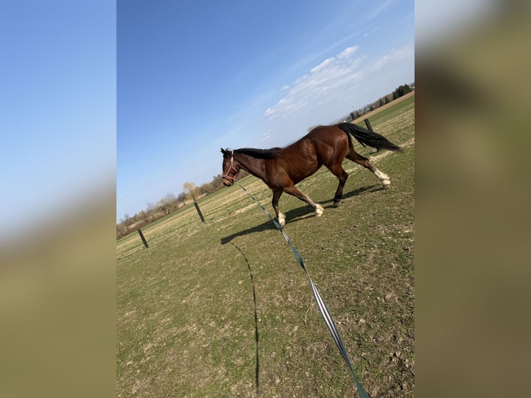 Shire Horse Mix Gelding 7 years 16.3 hh Brown in Oberdorla