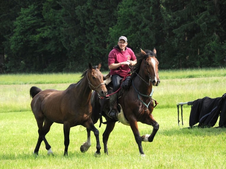 Shire Horse Mix Gelding 7 years 16,3 hh Brown in Oberdorla