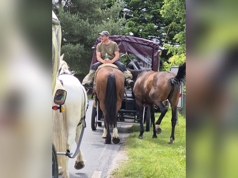 Shire Horse Mix Gelding 7 years 16,3 hh Brown in Oberdorla