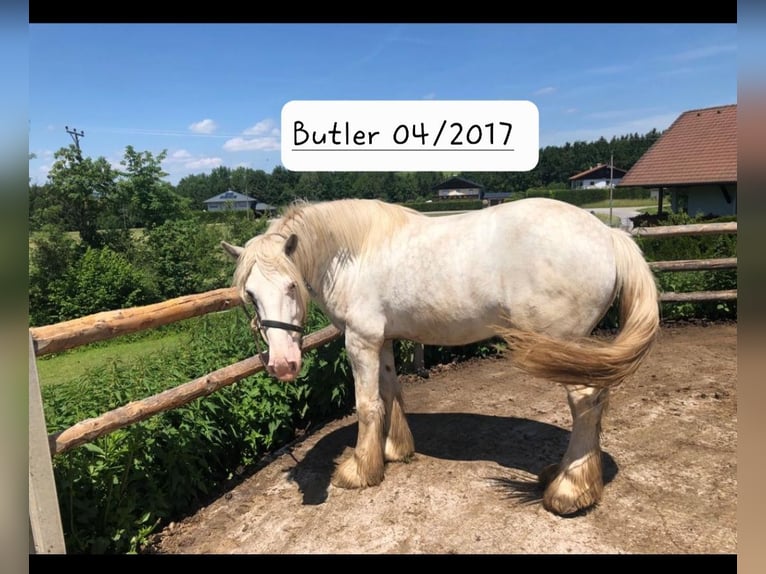 Shire Horse Gelding 7 years 17,1 hh Gray in Bad Füssing