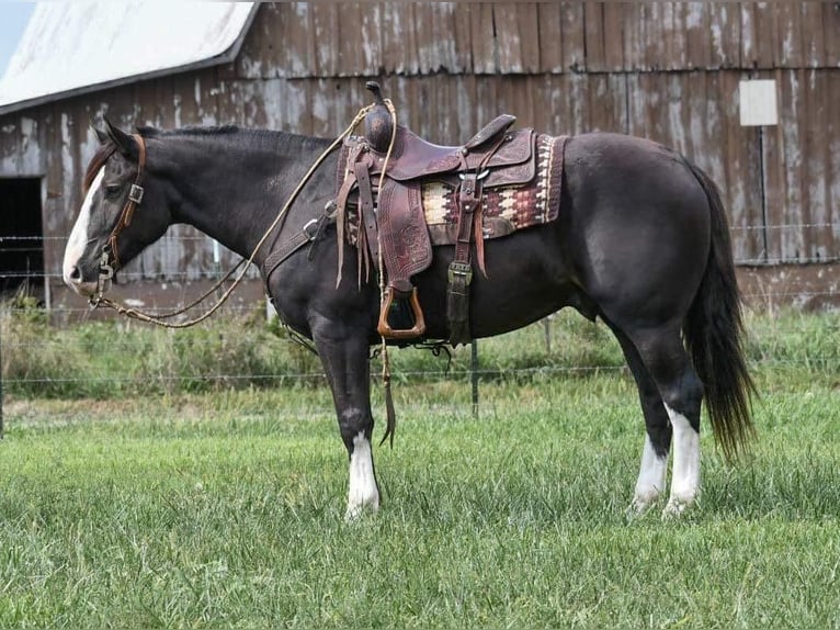 Shire Horse Mix Gelding 8 years 15 hh Black in Buffalo, MO