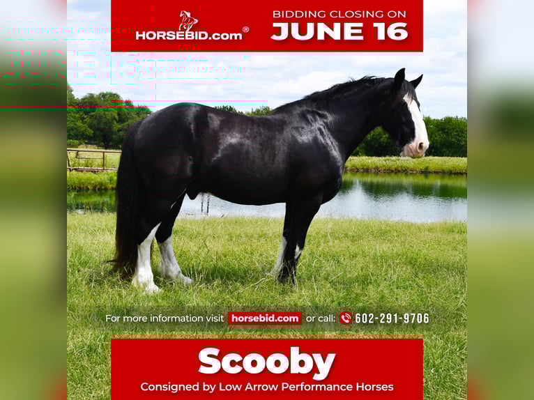 Shire Horse Mix Gelding 8 years 16,1 hh Black in Stephenville, TX