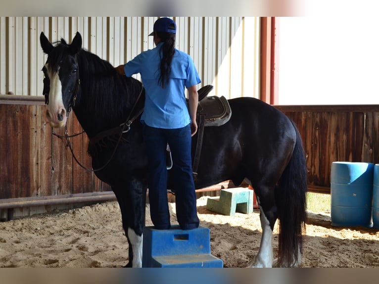 Shire Horse Mix Gelding 8 years 16,1 hh Black in Stephenville, TX