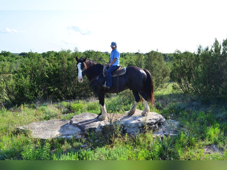 Shire Horse Mix Gelding 8 years 16,1 hh Black in Stephenville, TX