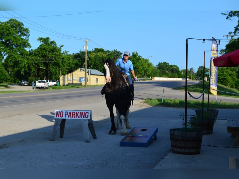 Shire Horse Mix Gelding 8 years 16,1 hh Black in Stephenville, TX