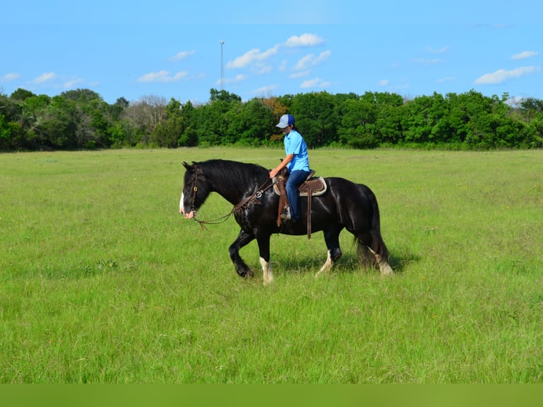 Shire Horse Mix Gelding 8 years 16,1 hh Black in Stephenville, TX