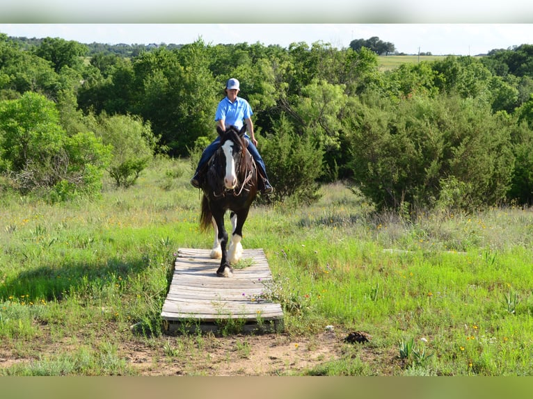 Shire Horse Mix Gelding 8 years 16,1 hh Black in Stephenville, TX