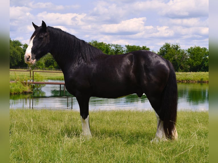 Shire Horse Mix Gelding 8 years 16,1 hh Black in Stephenville, TX