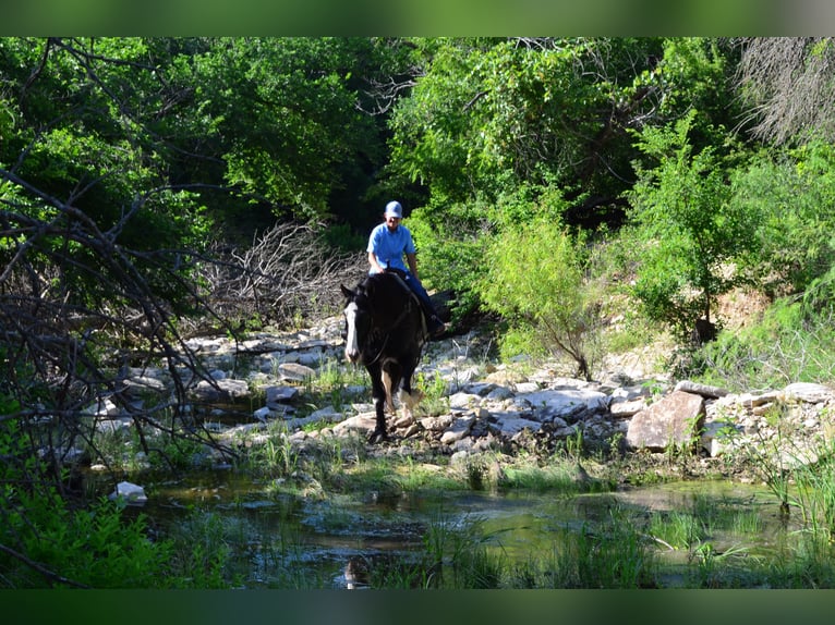 Shire Horse Mix Gelding 8 years 16,1 hh Black in Stephenville, TX
