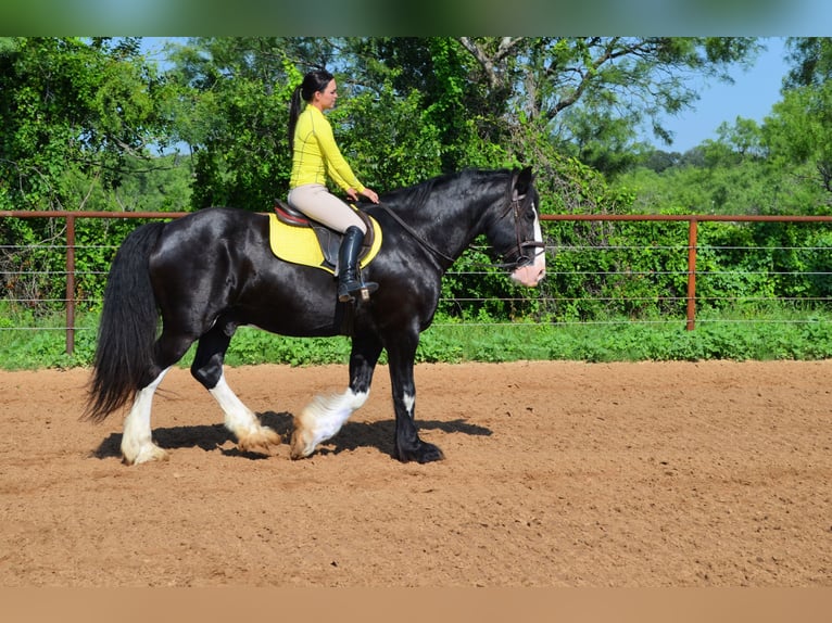 Shire Horse Mix Gelding 8 years 16,1 hh Black in Stephenville, TX