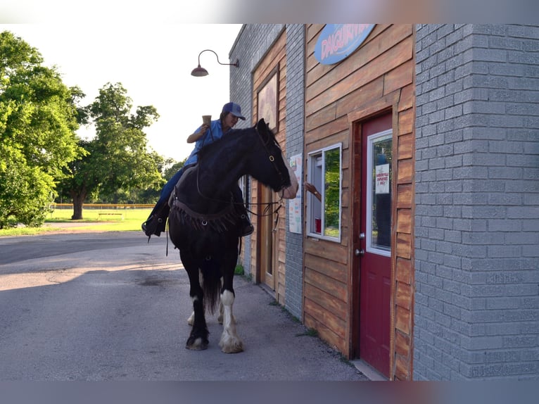 Shire Horse Mix Gelding 8 years 16,1 hh Black in Stephenville, TX