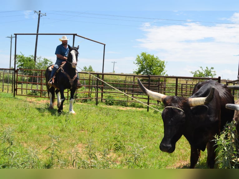 Shire Horse Mix Gelding 8 years 16,1 hh Black in Stephenville, TX