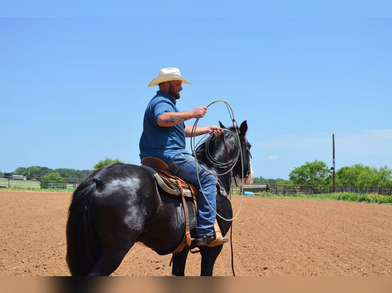 Shire Horse Mix Gelding 8 years 16,1 hh Black in Stephenville, TX
