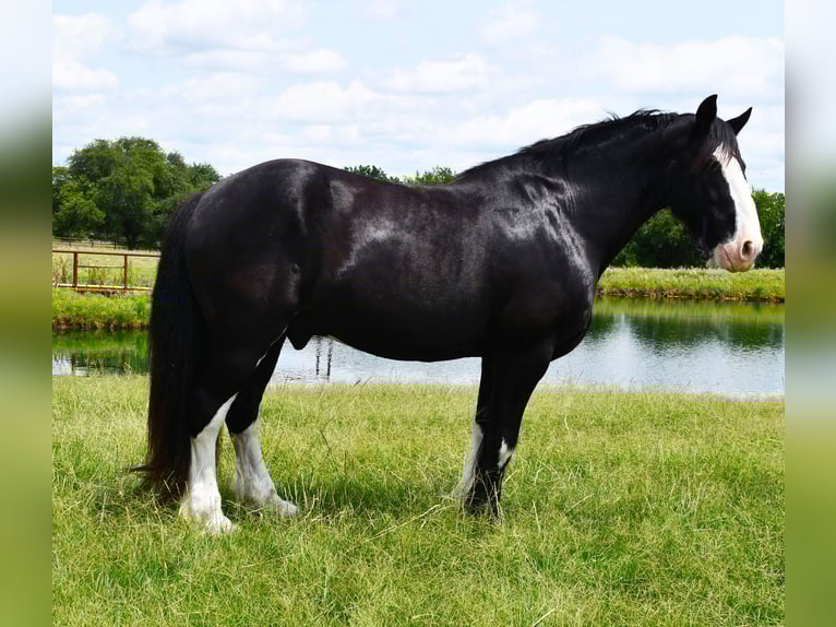 Shire Horse Mix Gelding 8 years 16,1 hh Black in Stephenville, TX