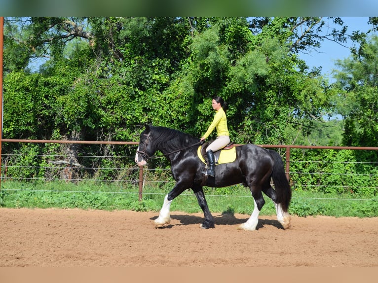 Shire Horse Mix Gelding 8 years 16,1 hh Black in Stephenville, TX