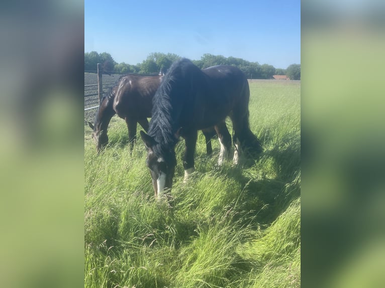 Shire Horse Gelding 8 years 17,2 hh Brown in Ganderkesee