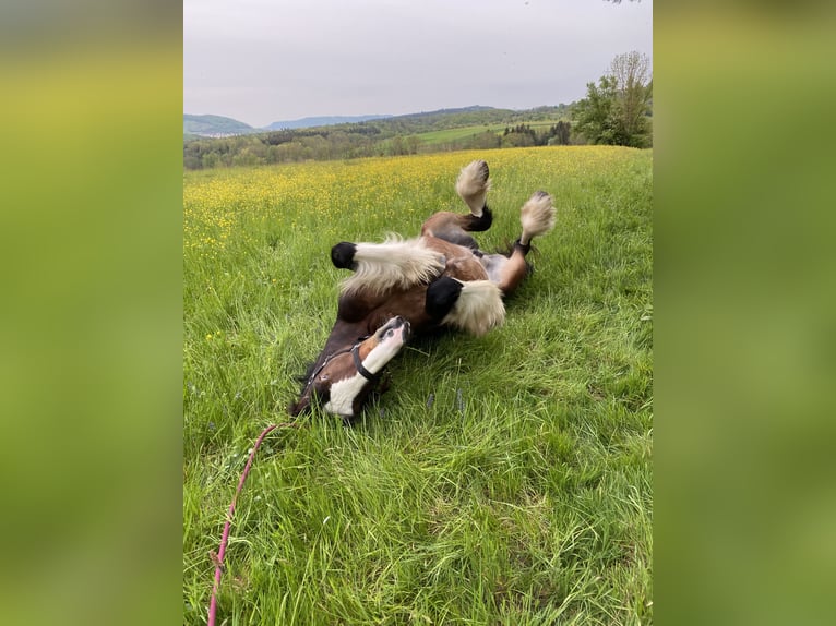 Shire Horse Gelding 8 years 18,2 hh Brown in Filderstadt