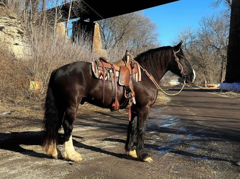 Shire Horse Gelding 9 years 16 hh Black in Zearing, IA