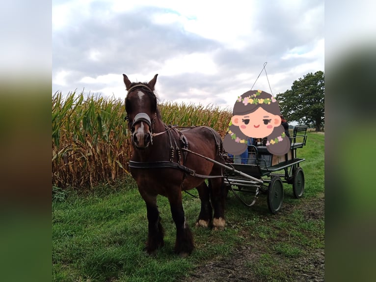 Shire Horse Gelding 9 years 16,1 hh Gray-Blue-Tan in Prinzh&#xF6;fte