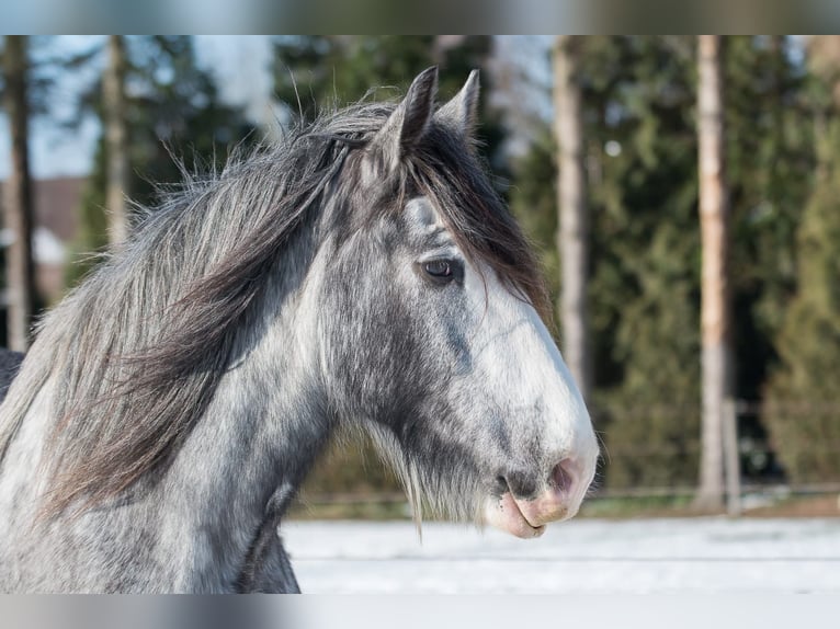 Shire Horse Gelding 9 years 18,2 hh Sabino in Wernhout