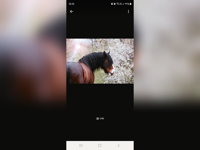 Shire Horse Gelding 9 years 18,1 hh Brown in Sachsen anhalt