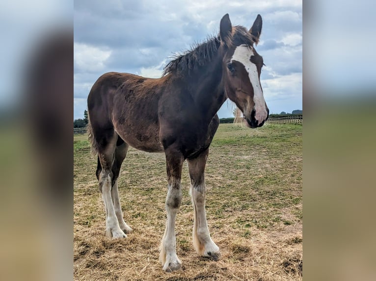 Shire Horse Gelding Foal (05/2025) 17,2 hh Bay-Dark in York