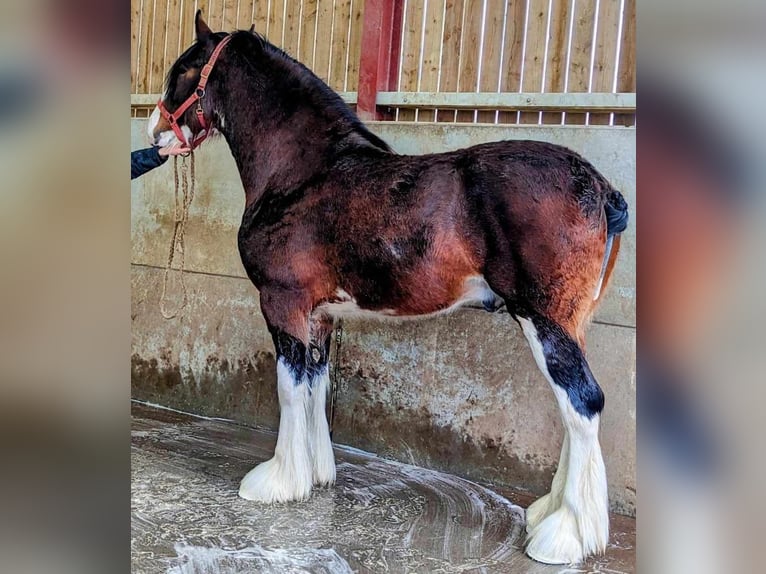 Shire Horse Gelding Foal (05/2025) 17,2 hh Bay-Dark in York