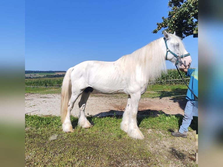 Shire Horse Hengst 10 Jahre 193 cm Schimmel in Ried im Innkreis