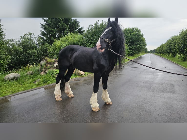 Shire Horse Hengst 15 Jahre 180 cm Rappe in Palanga