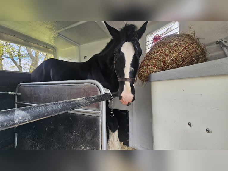 Shire Horse Hengst 15 Jahre 190 cm Rappe in Palanga