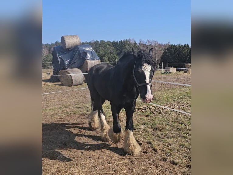 Shire Horse Hengst 15 Jahre 190 cm Rappe in Palanga