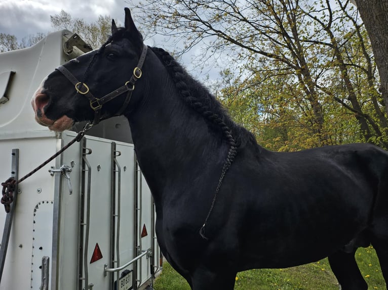 Shire Horse Hengst 15 Jahre 190 cm Rappe in Palanga