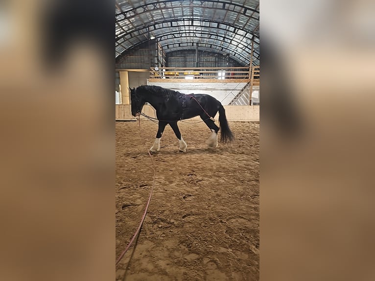 Shire Horse Hengst 15 Jahre 190 cm Rappe in Palanga
