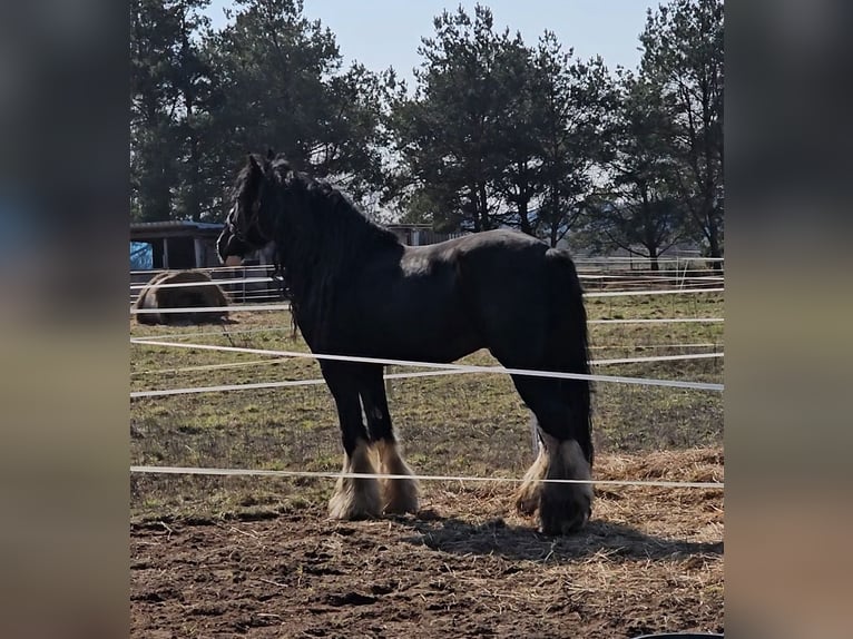 Shire Horse Hengst 15 Jahre 190 cm Rappe in Palanga