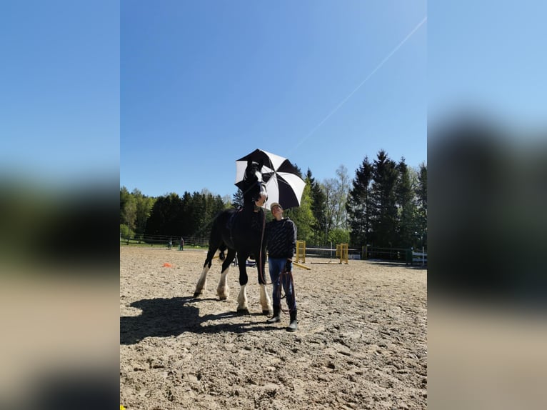 Shire Horse Hengst 15 Jahre 190 cm Rappe in Palanga